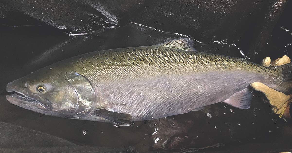 Endangered California salmon returned to safer waters after more than a